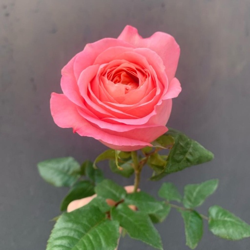 Пионовидная роза «Пинк экспрешн». Фото №1