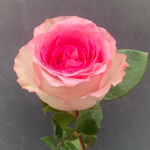 Роза розовая «Мандала». Фото №1