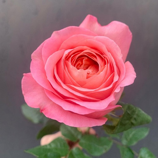 Пионовидная роза «Пинк экспрешн». Фото №2