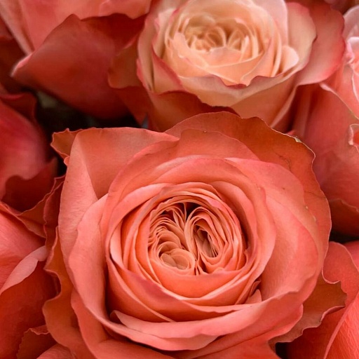 Букет из 17 пионовидных роз "Кахала". Фото №3