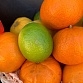 Фруктовая подарочная корзина с мандаринами, лимонами, лаймами и помело «Цитрус". Фото №6