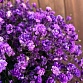Шляпная коробка с фиолетовой гипсофилой «Черничная соната». Фото №7