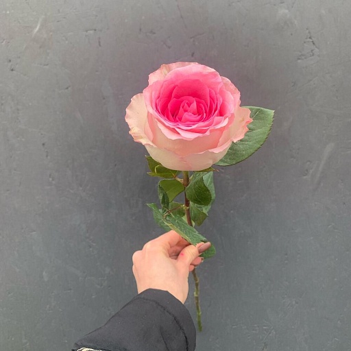 Роза розовая «Мандала». Фото №3