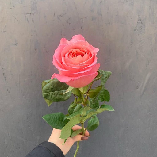 Пионовидная роза «Пинк экспрешн». Фото №3