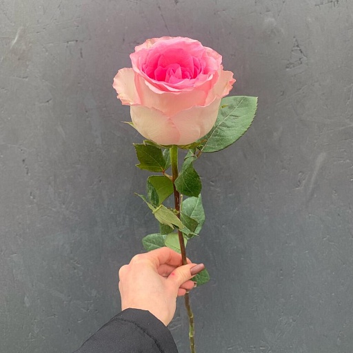 Роза розовая «Мандала». Фото №4