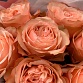 Букет из 7 пионовидных роз "Кахала". Фото №6