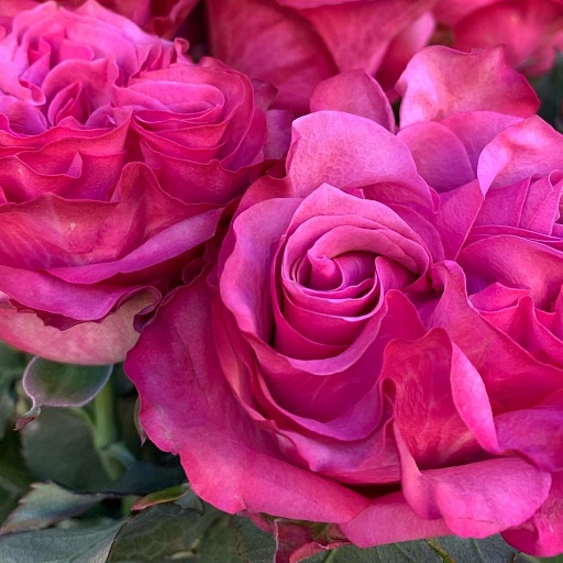 Букет из 15 пионовидных роз "Кантри Блюз". Фото №4