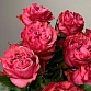 Букет из 11 пионовидных роз "Кантри Блюз". Фото №5