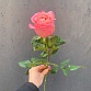 Пионовидная роза «Пинк экспрешн». Фото №7