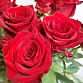 Букет из 19 бордовых роз "Эксплорер". Фото №6