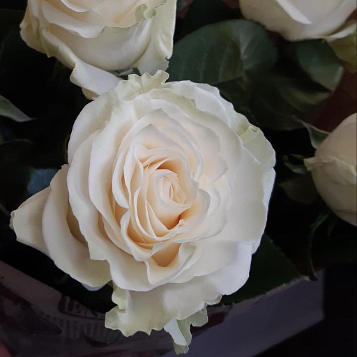 Букет из 9 белых роз "Мондиаль". Фото №5