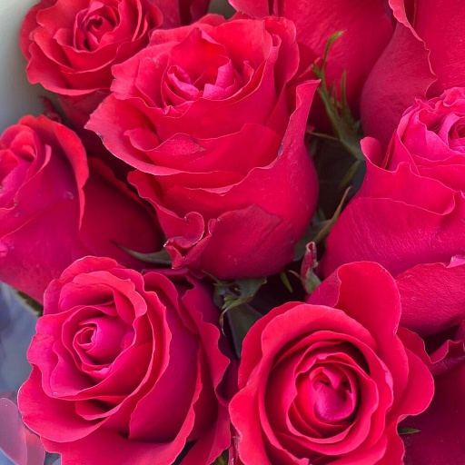 Букет из 11 красных роз "Альтамира". Фото №5