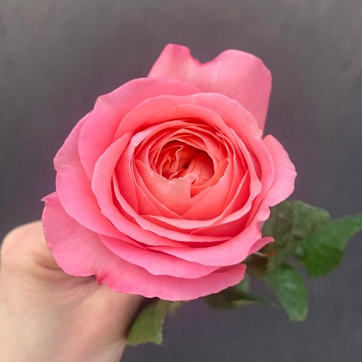 Пионовидная роза «Пинк экспрешн». Фото №4