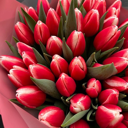 Букет из 51 красно-белого тюльпана "Зарина". Фото №5