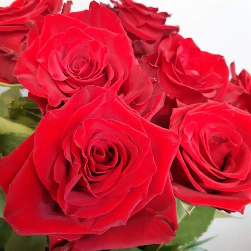 Букет из 19 бордовых роз "Эксплорер". Фото №5