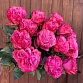 Букет из 15 пионовидных роз "Кантри Блюз". Фото №3