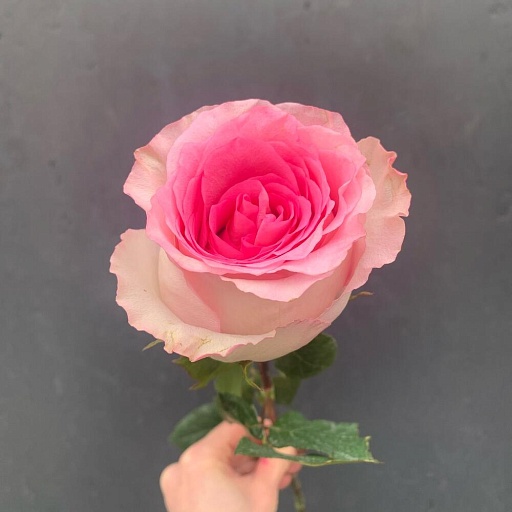 Роза розовая «Мандала». Фото №2