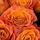 Букет из 21 пионовидной розы «Фри Спирит». Фото №6