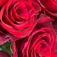 Букет из 21 красной розы «Ред Пантер». Фото №6