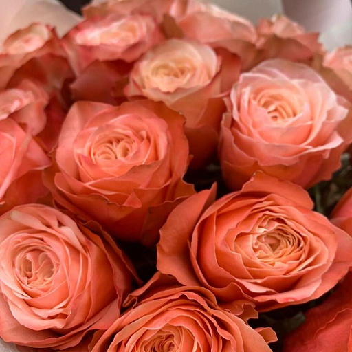 Букет из 17 пионовидных роз "Кахала". Фото №5