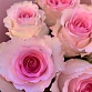 Букет из 7 розовых роз «Мандала». Фото №6
