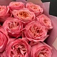 Букет из 11 розовых пионовидных роз "Пинк Экспрешн". Фото №7
