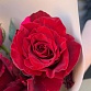 Букет из 7 роз "Ред Пантер". Фото №4
