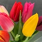 Букет из 7 разноцветных тюльпанов "Ассорти". Фото №3