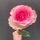 Роза розовая «Мандала». Фото №6