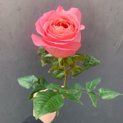 Пионовидная роза «Пинк экспрешн». Фото №5