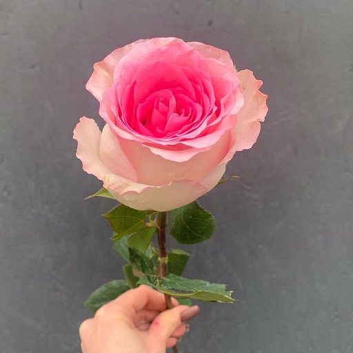 Роза розовая «Мандала». Фото №5