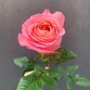 Пионовидная роза «Пинк экспрешн». Фото №1