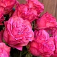 Букет из 15 пионовидных роз "Кантри Блюз". Фото №6
